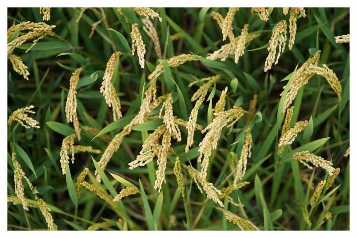 第一期 「好文荐读」——可持续农业与食品