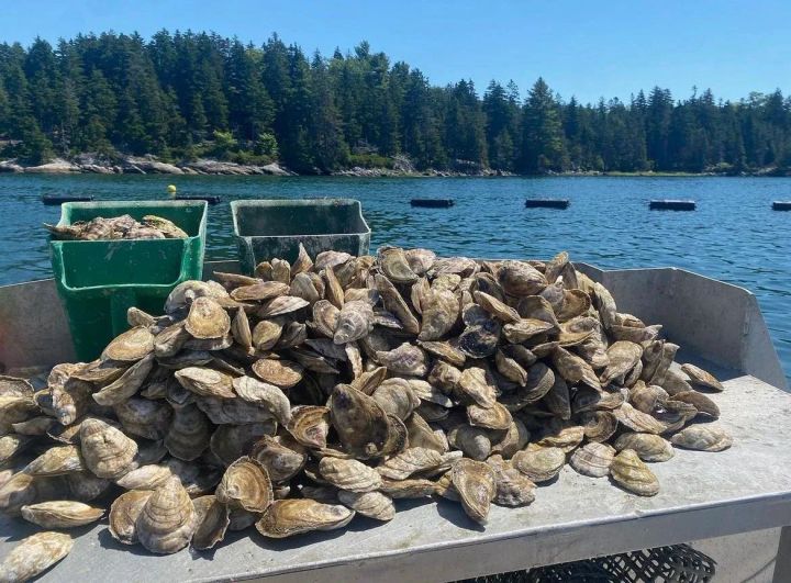 Where to Get the Best Oysters in Bar Harbor