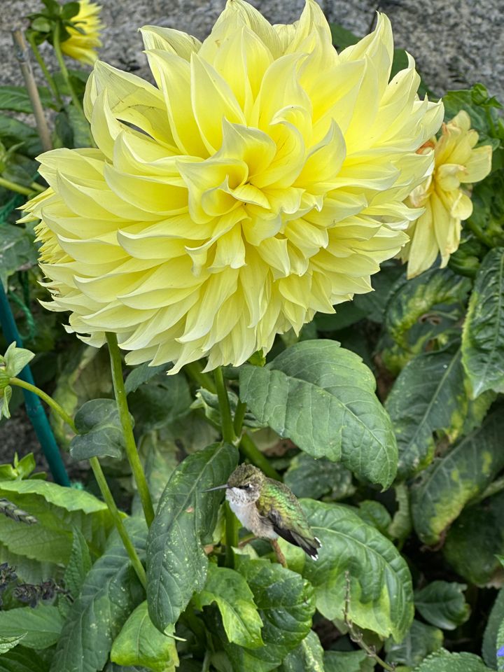 Where Do The Bar Harbor Hummingbirds Go For The Winter?