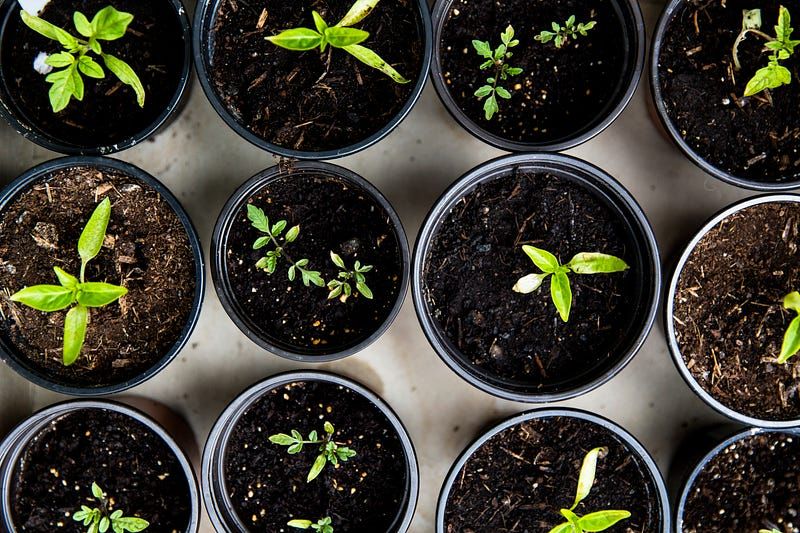 We’re not here to grow
