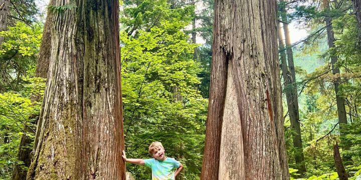 A child stands between two large trees