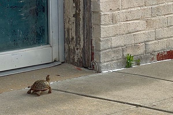 Turtles on the move! What to do (and not to do) when you see a turtle in the road