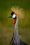 Crowned Crane: A Regal Portrait from Amboseli National Park