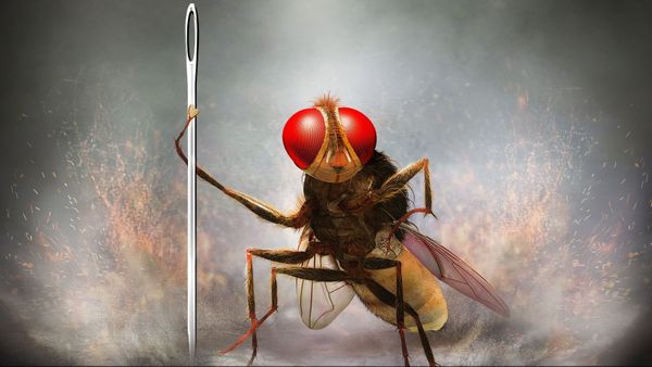 The fly from Eega, holding a needle as a weapon in a dramatic hero pose