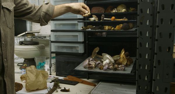 Trays of incredible looking mushrooms in a lab in The Mushroom Speaks