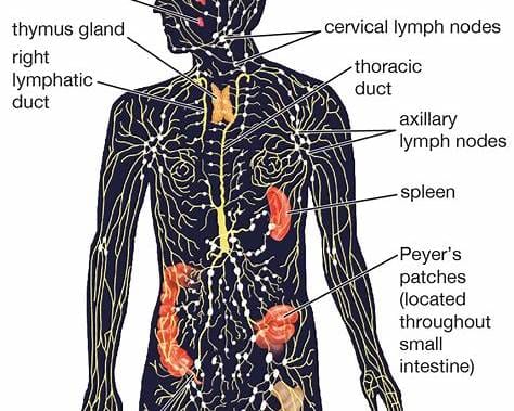 The Lymphatic System