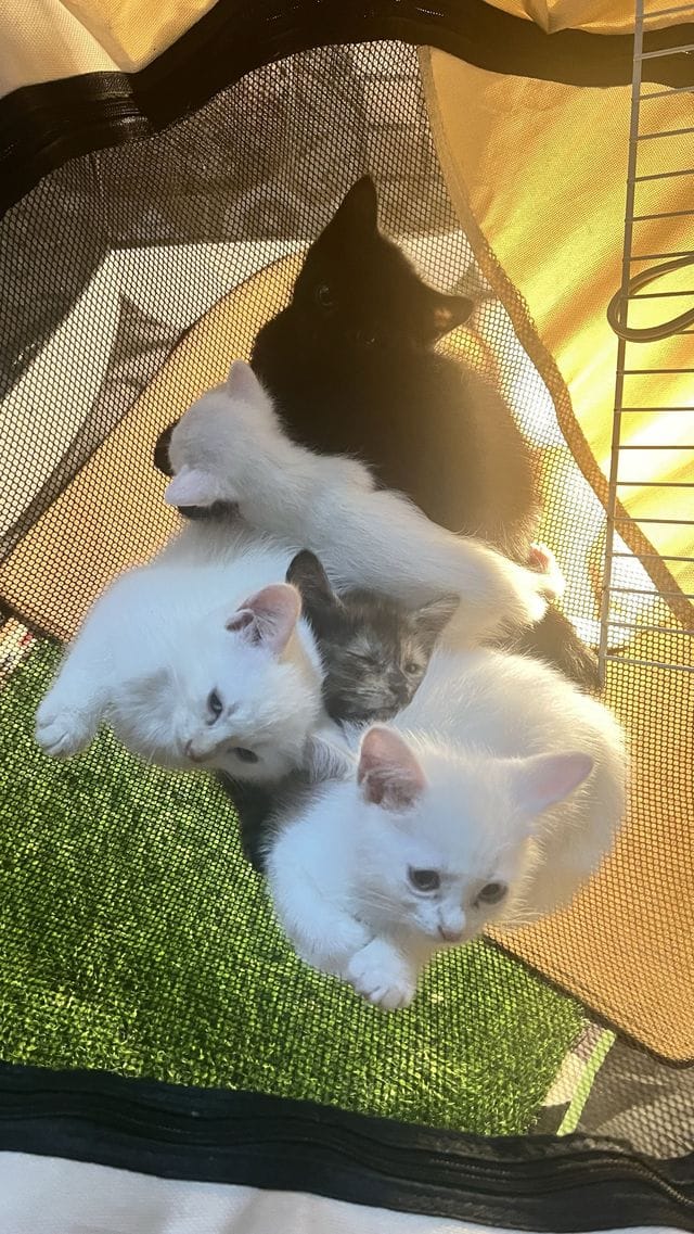 A pile of rescue kittens napping together