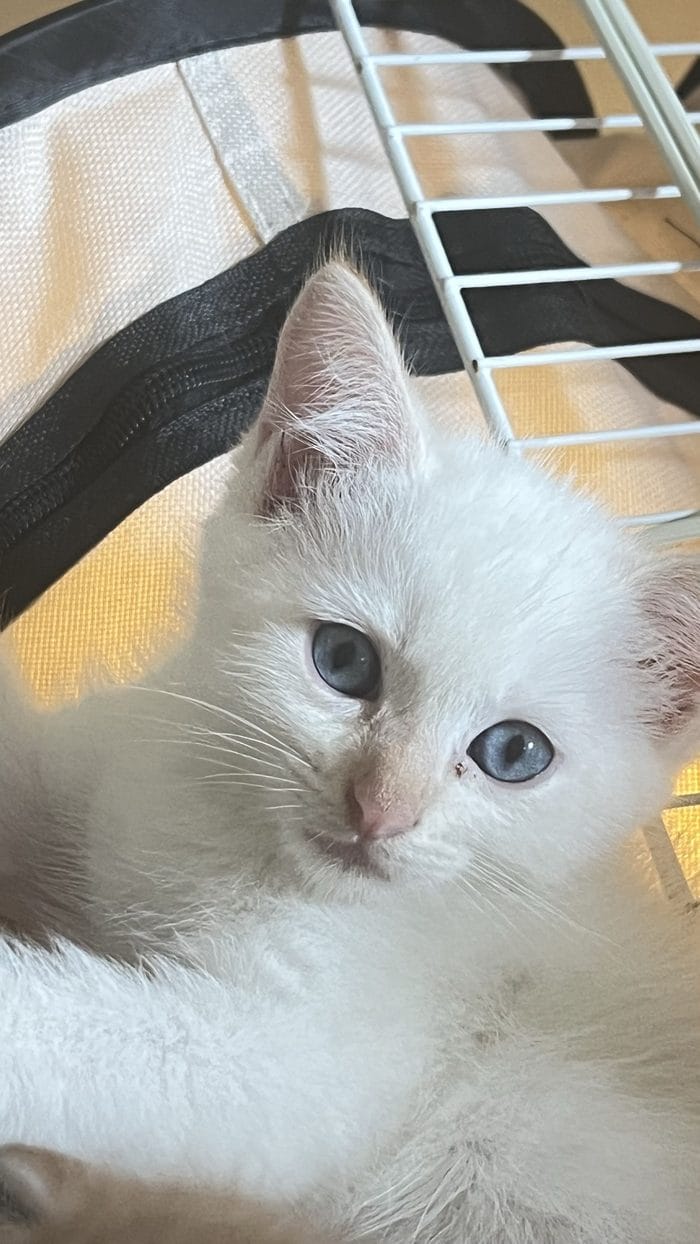 A blue-eyed white rescue kitten