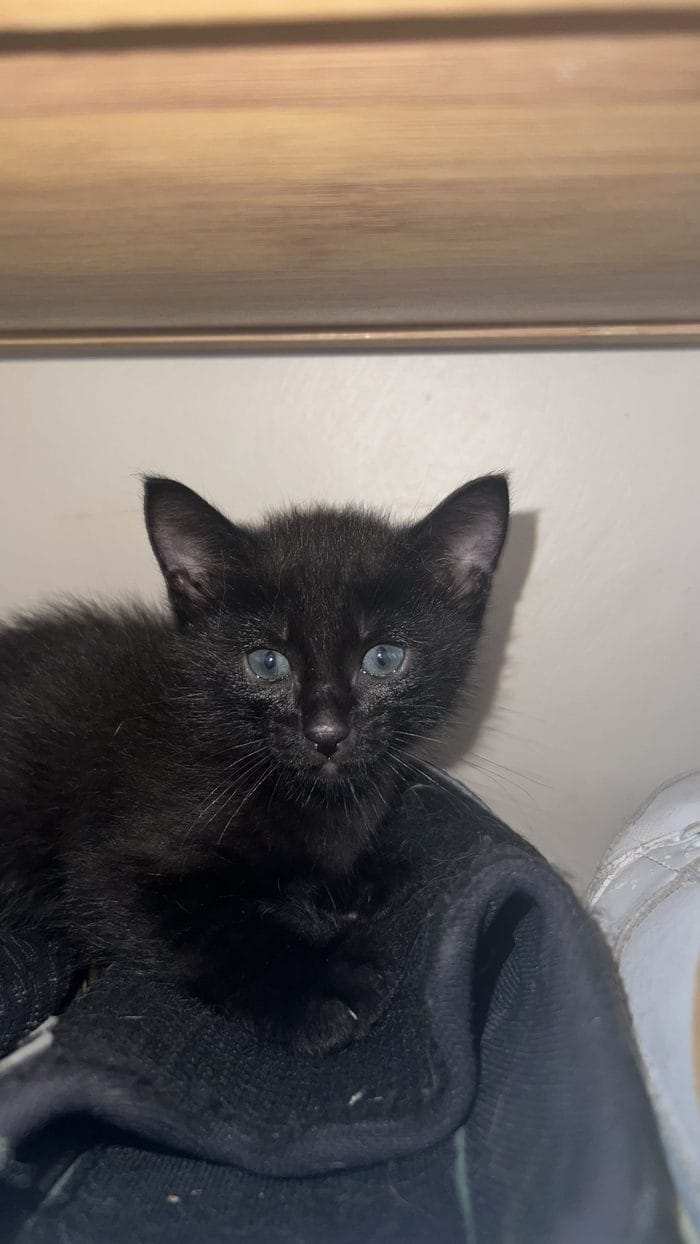A black rescue kitten with blue eyes