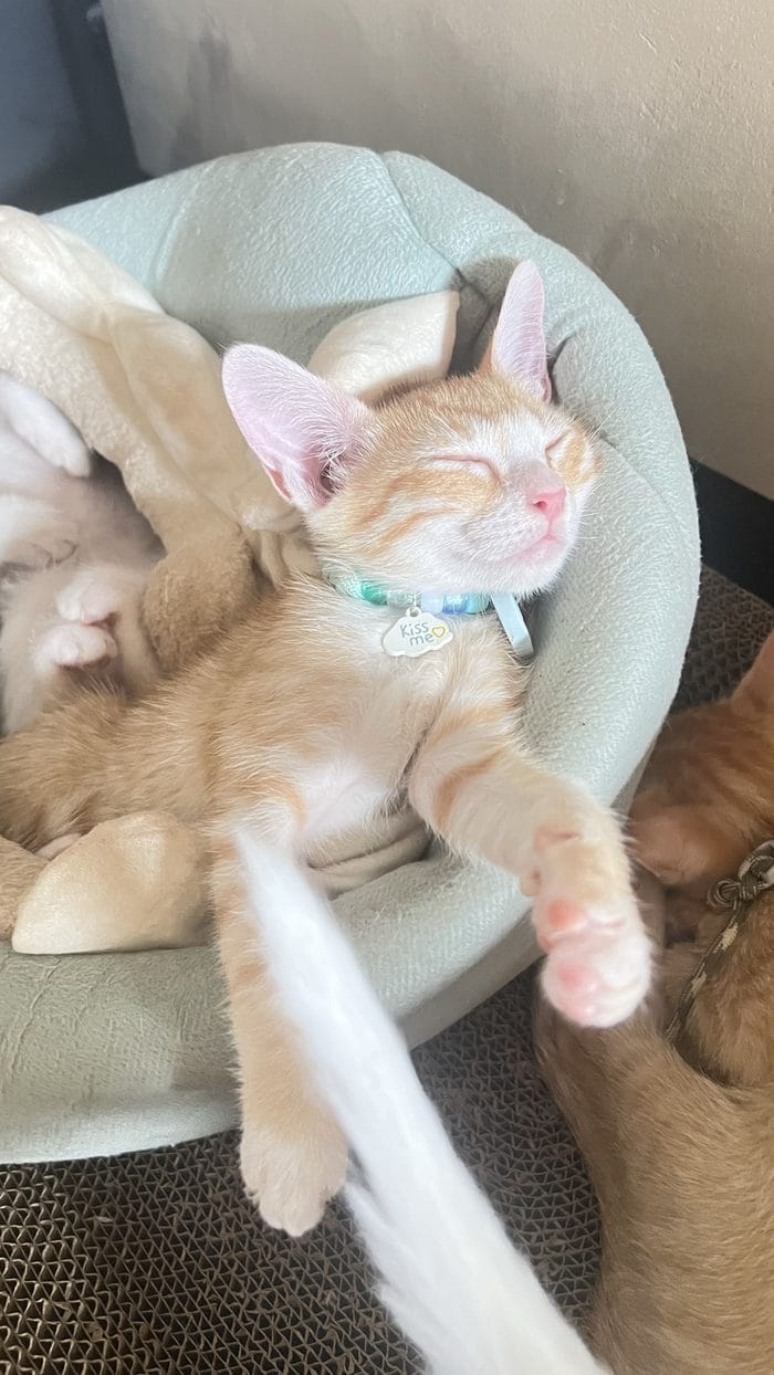 An orange tabby kitten asleep in a cat bed