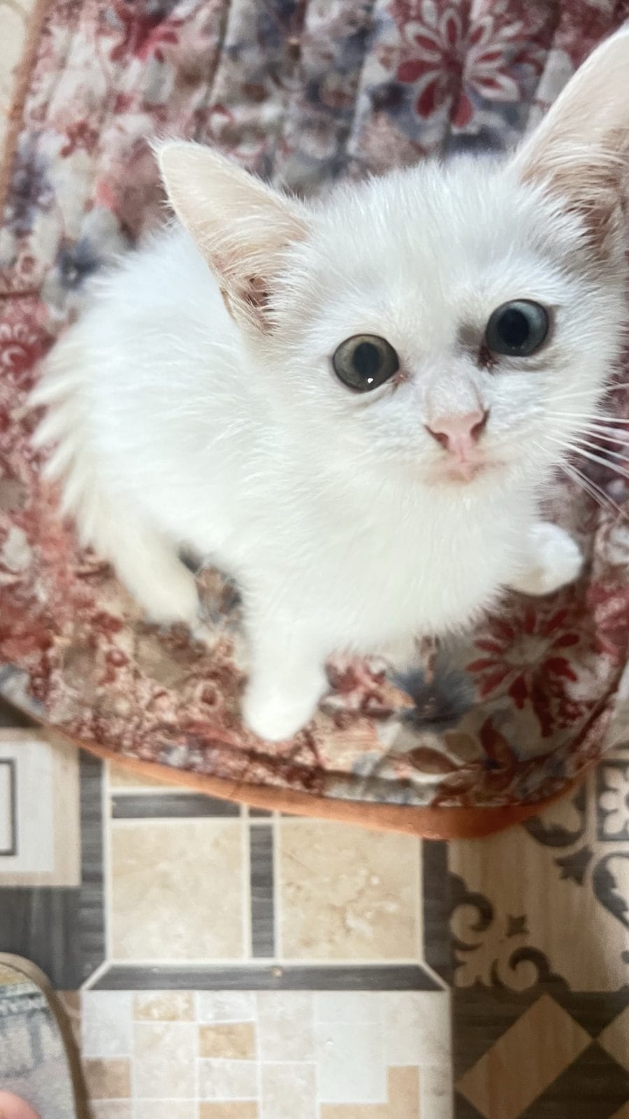 Laoshien, a fluffy white rescue kitten