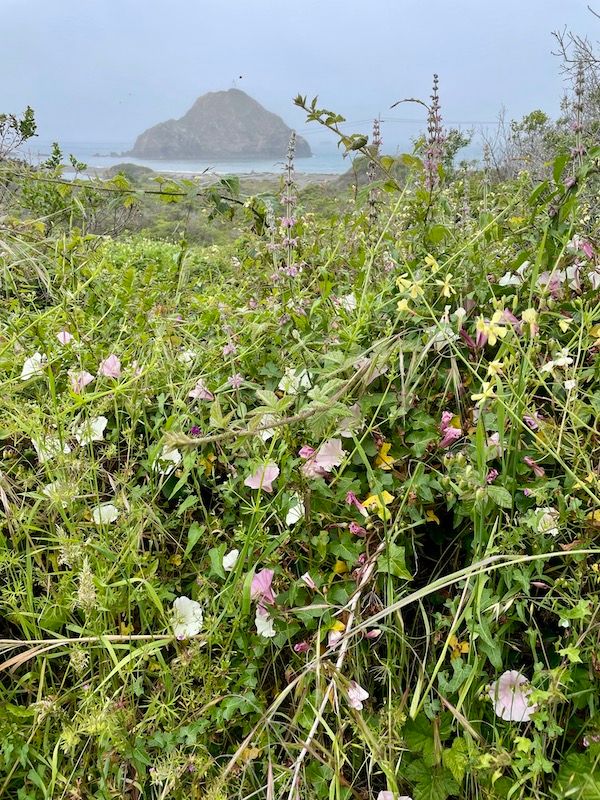 wild plants on the path to the beach