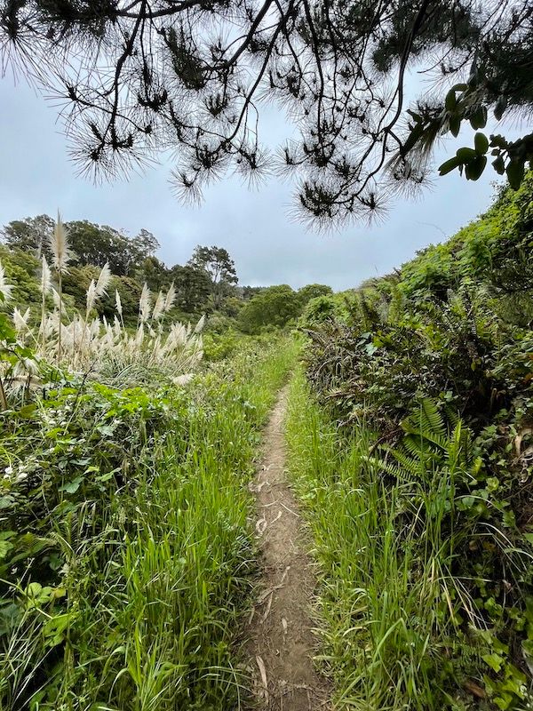 The trail to the beach.