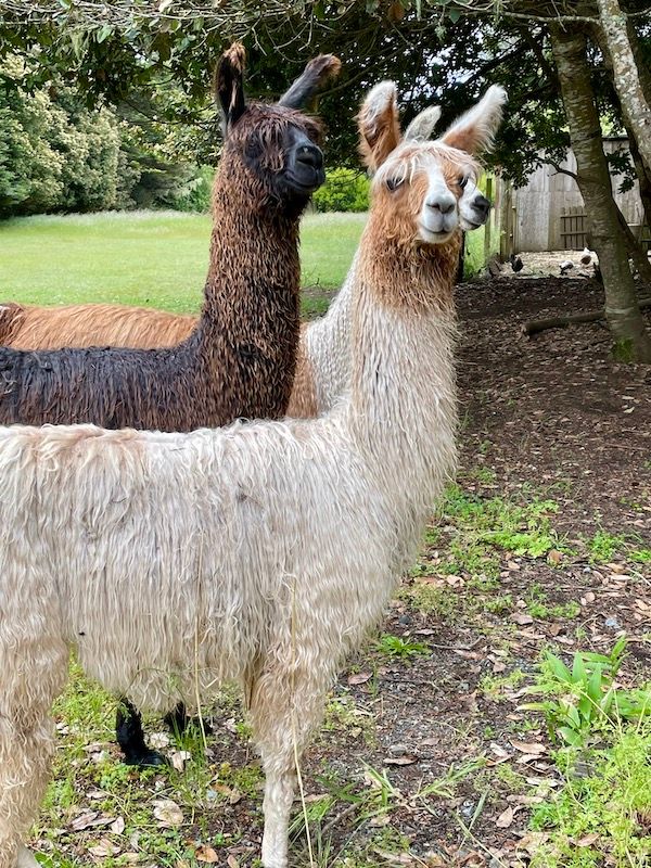 Llamas