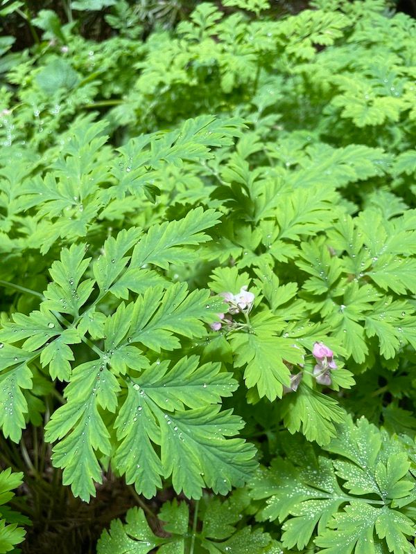Dewdrops on Pacific Bleeding Heart. wild plant
