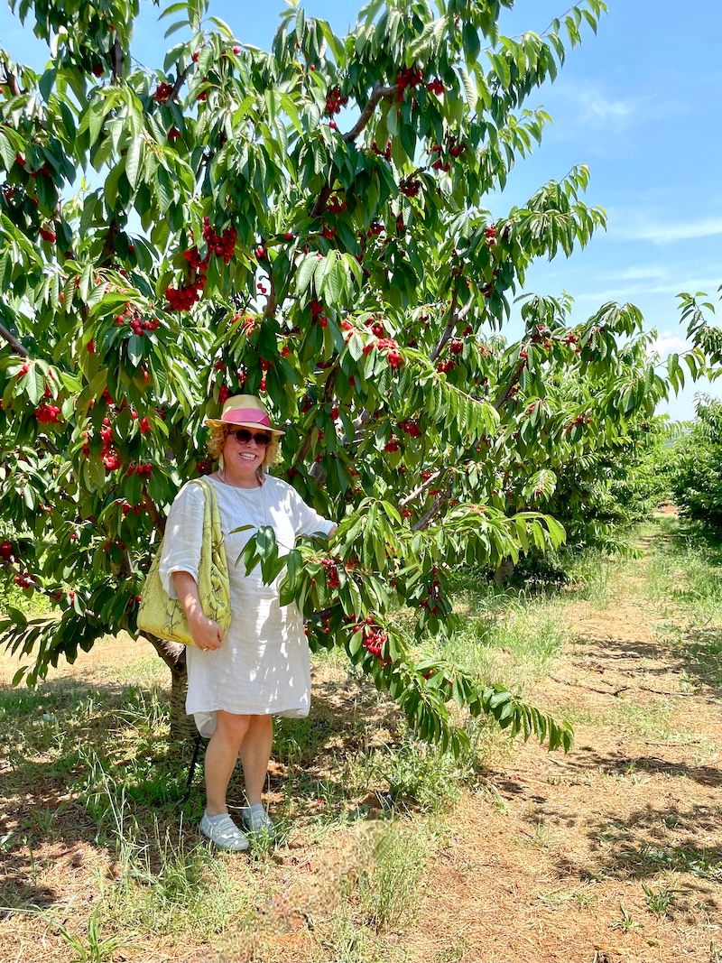 trees heavy with cherries ripening