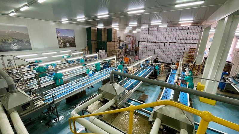 Cherry inspection time on the production floor of Agios Loukas