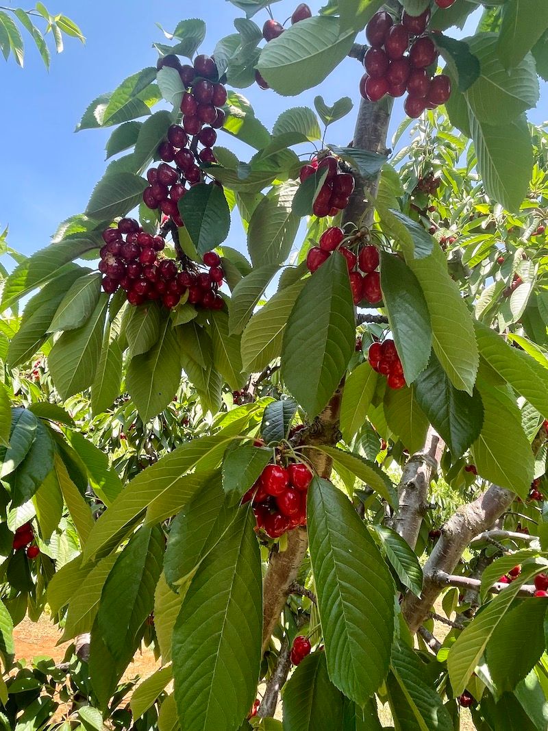 Cherry trees in the orchard