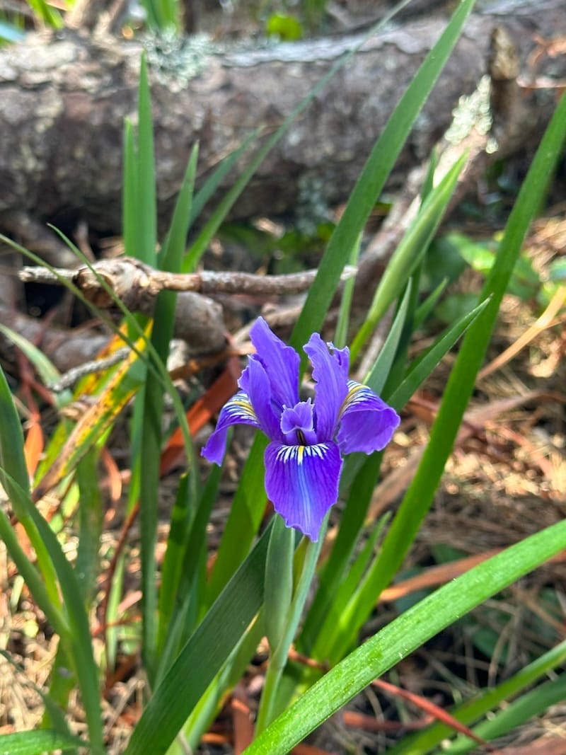 Iris on the Fern Canyon Loop Trail. Photo: © tablehopper.com.