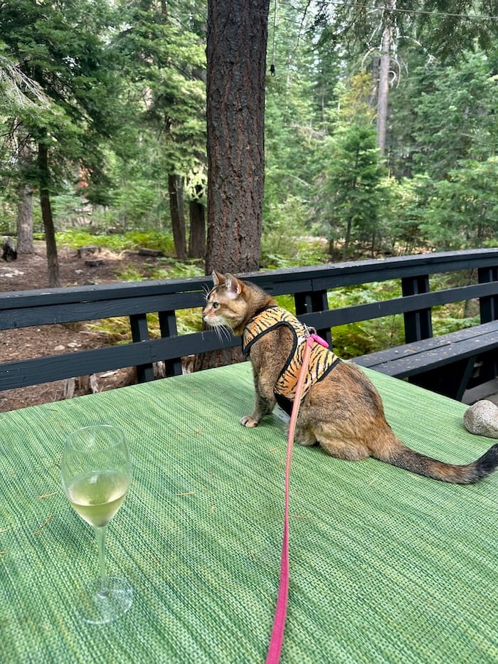 Fortuna watches for bears while Mom pounds some bubs. Photo: © tablehopper.com.
