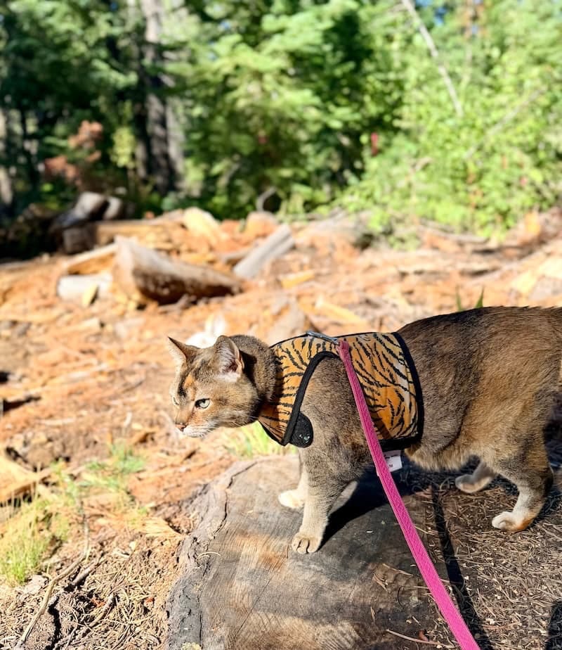 Fortuna the house tiger as the Tahoma tiger (and on the prowl for Chip). Photo: © tablehopper.com.