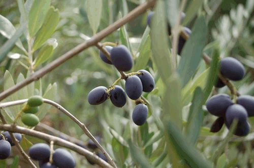davero-olives_on_tree.jpg