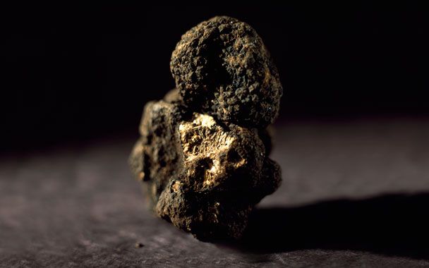 perigord-blacktruffle.jpg