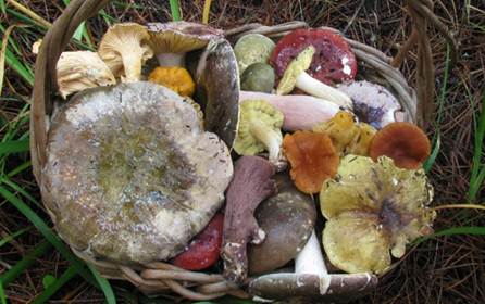 mushrooms_David_arora.jpg