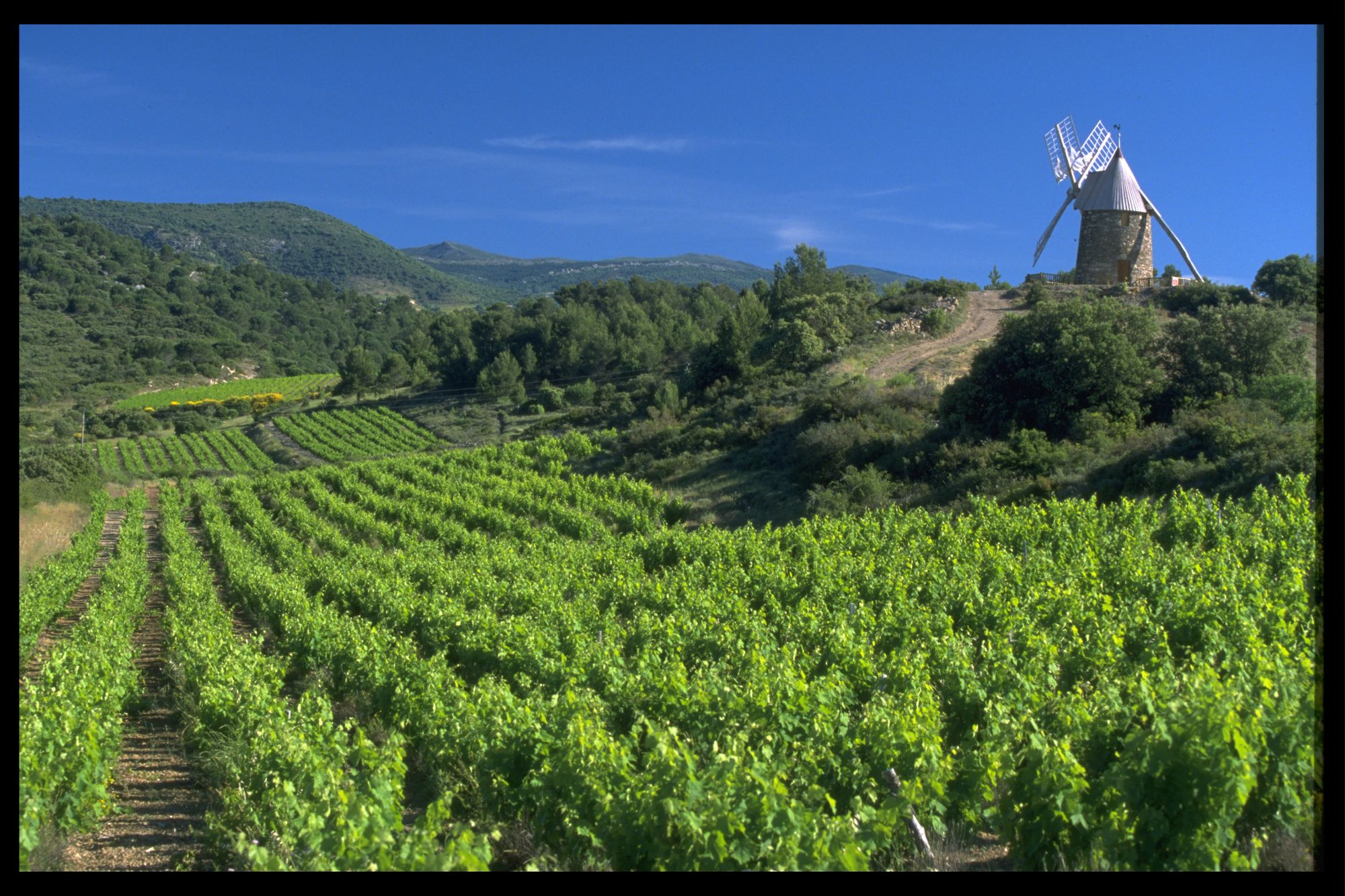 Minervois.jpg