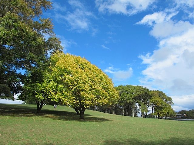 1-auckland-domain.jpeg