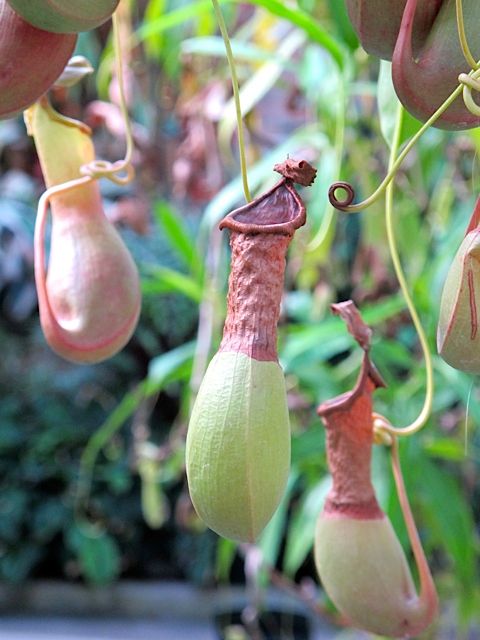 1a-auckland-domain-plant.jpeg