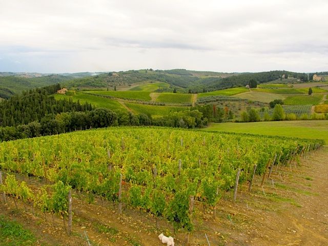 1v-monsanto-vineyard.jpg