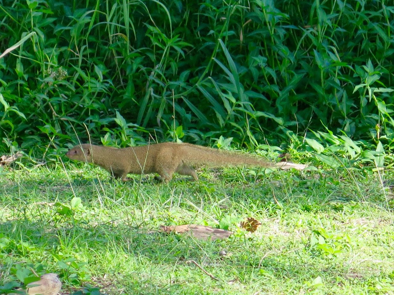 5-hawaii-mongoose.jpeg