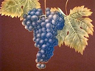 grapeillustration.jpg