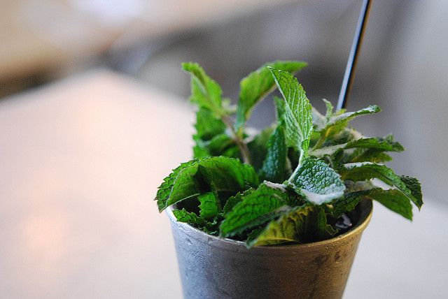 mint_julep_flickr.jpg