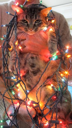 December 21, 2010 - This week's tablehopper: up on the top shelf, click click click.