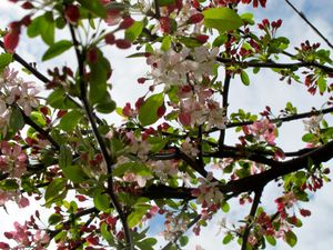 This week's tablehopper: spring fever.