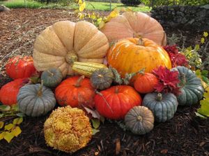 November 29, 2011 - This week's tablehopper: bye pumpkins, hello tinsel.