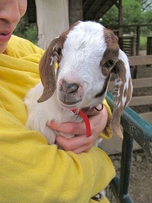 April 27, 2012 - This week's tablehopper: city mouse, country mouse.