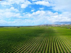 This week's tablehopper: kiwi kisses and kedgeree dreams.