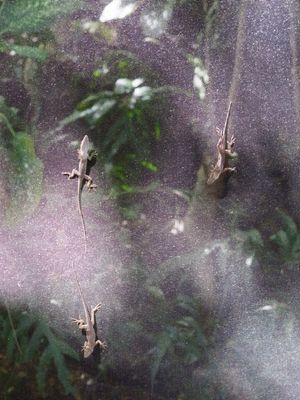 This week's tablehopper: hanging loose with the punatics.