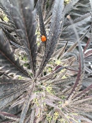 This week's tablehopper: high times.