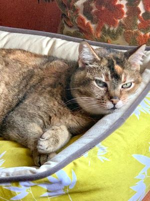 March 23, 2021 - This week's tablehopper: spring things.