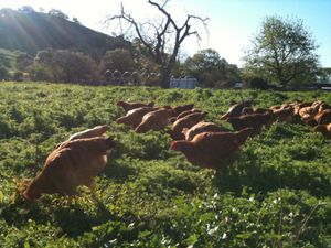 The Very Sad Closure of Soul Food Farm