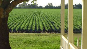 Farmstock Party at Free Spirit Farm in Winters