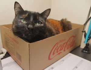 Tidbits: KitTea is Funded, Dol Ho on a Break