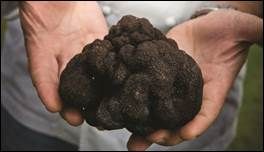 SPQR Has Special Australian Winter Truffles, Summery Sunday Supper at Cotogna