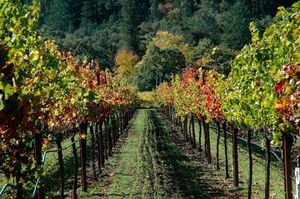 Let's Drink Some Wine and Here's Who's Shaking Up Cocktails at Outside Lands