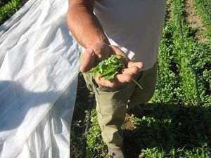 Globe Sunday Farm Dinner