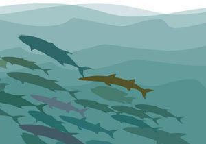 A Sustainable Seafood Salon & Feast